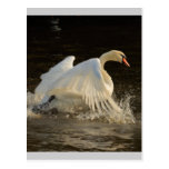 Splashing Swan Post Cards