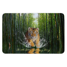 Splashing Tiger Cub & Bamboo Wildlife Art Magnet