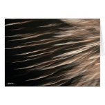 Splinters of Light Card