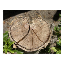 Split Heart Stump Postcard