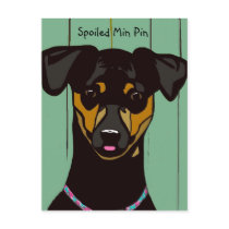 Spoiled Min Pin Postcard
