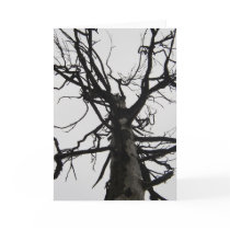 Spooky Old Tree