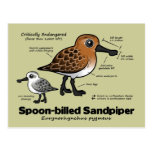 Spoon-billed Sandpiper Statistics Post Card