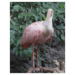 spoonbill flyers