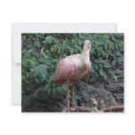 spoonbill invitations