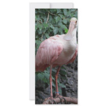 spoonbill rack card
