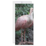 spoonbill rack cards
