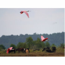 Spoonbills Photo Cut Out