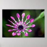 Spoonful of Petals posters