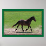 Sport Horse Trot Print