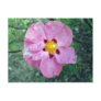 Spot Flower Notes Card Post Card