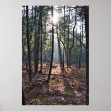 Spotlight on a Tree Stump Poster