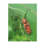 Spotted Asparagus Beetle on Milkweed Postcard