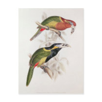 Spotted Bill Aracari, 19th century Post Card