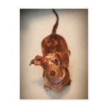 Spotted Dachshund Postcard