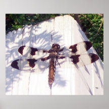 Spotted Dragonfly Print