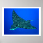 Spotted Eagle Ray Poster