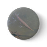Spotted Gar and Red-eared Slider buttons