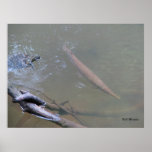 Spotted Gar and Turtle Posters