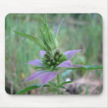 Spotted Horsemint, M. punctata Mouse Mats