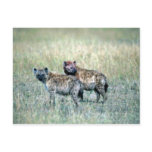 Spotted Hyaenas Post Card