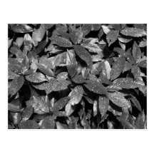 Spotted Laurel, Aucuba Japonica - (B&W) Post Card