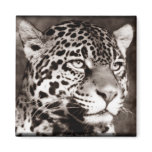 Spotted Leopard magnets