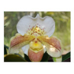 Spotted Orchid Postcard
