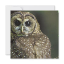 Spotted Owl Invitations