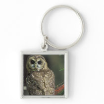 Spotted Owl Keychain