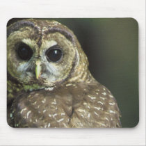 Spotted Owl Mouse Pad