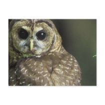 Spotted Owl Postcard