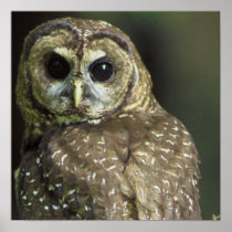 Spotted Owl Poster