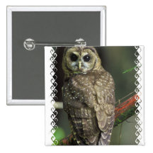 Spotted Owl Square Pin