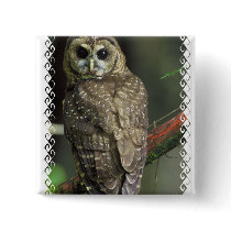 Spotted Owl Square Pin