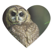 Spotted Owl Sticker