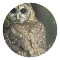 Spotted Owl Sticker
