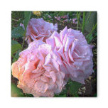 spotted_rose magnet