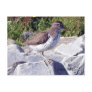 Spotted Sandpiper 1 Postcard