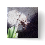 Spotted Spider buttons