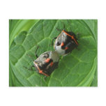 Spotted Stink bugs ~ postcard
