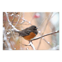 Spotted Towhee in the Snow Photo