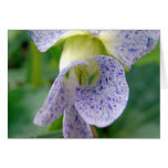 Spotted Violet Greeting Cards