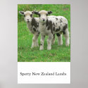 Spotty NZ Lambs posters