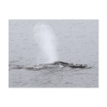 Spray Blowing Humpback Print