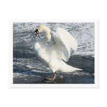 Spreading My Wings Post Cards