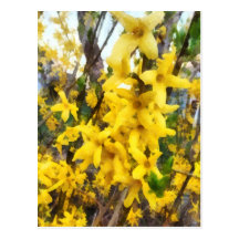 Sprig of Forsythia Postcard
