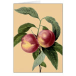 Sprigs of Fruit cards