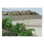 spring at the beach greeting card