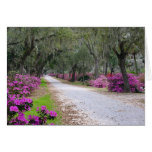 Spring Azaleas cards